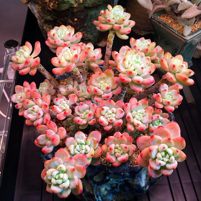 多肉這種植物長什么樣子_植物多肉是什么樣子的_多肉植物樣子介紹