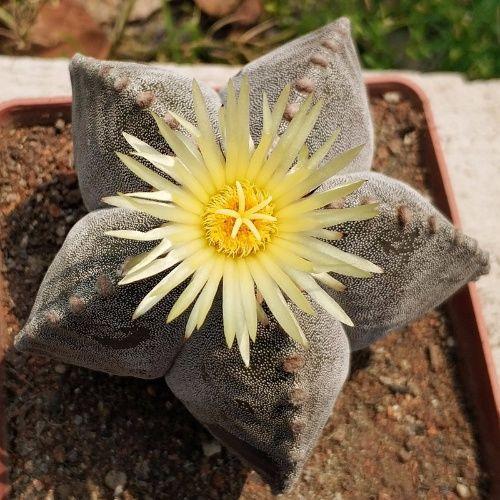 多肉植物樣子介紹_植物多肉是什么樣子的_多肉這種植物長什么樣子