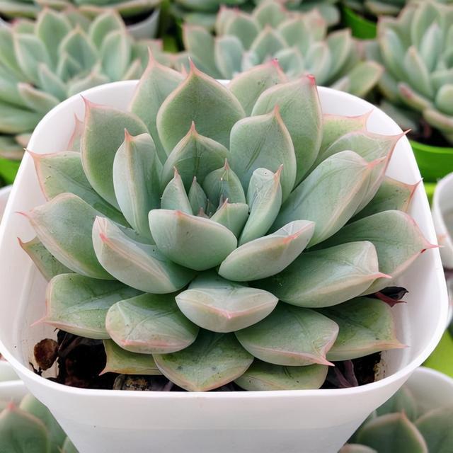 植物多肉是什么樣子的_多肉這種植物長什么樣子_多肉植物樣子介紹