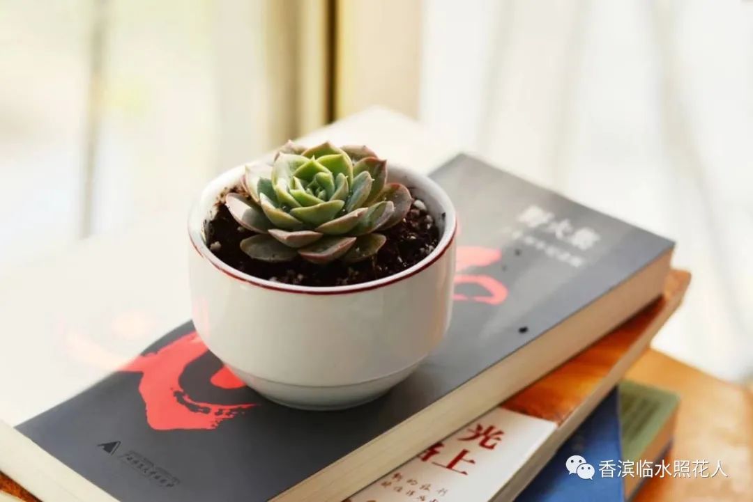 多肉植物樣子介紹_多肉植物是什么樣子的_多肉這種植物長(zhǎng)什么樣子