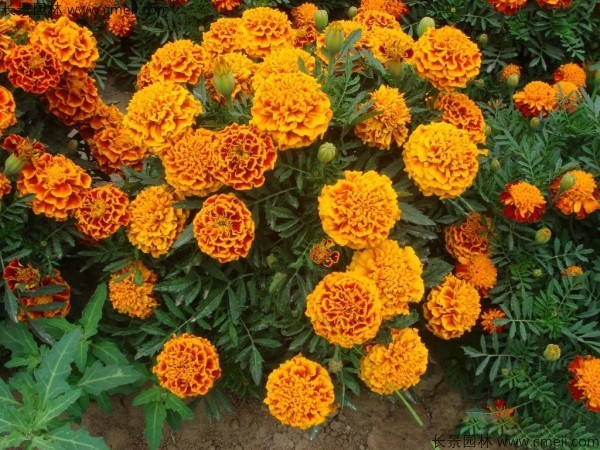 花卉耐寒程度_花卉冬季耐寒有哪幾種_冬季耐寒的花卉有哪些