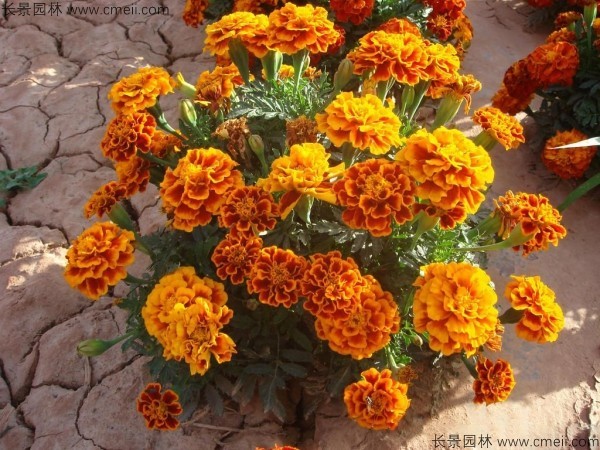 花卉耐寒程度_冬季耐寒的花卉有哪些_花卉冬季耐寒有哪幾種