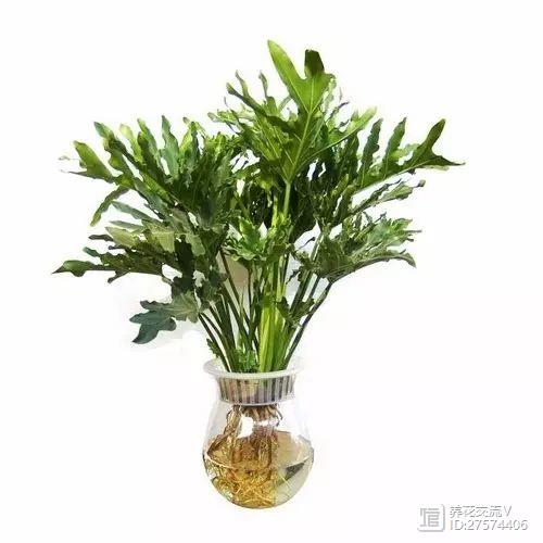 水培的綠葉植物_水培類綠植有哪些_綠植類水培有哪些品種
