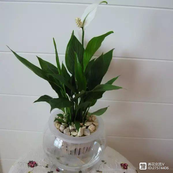 水培的綠葉植物_綠植類水培有哪些品種_水培類綠植有哪些