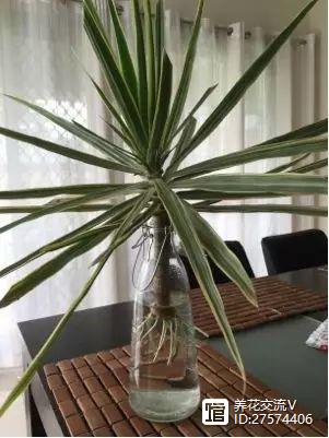 水培類綠植有哪些_水培的綠葉植物_綠植類水培有哪些品種