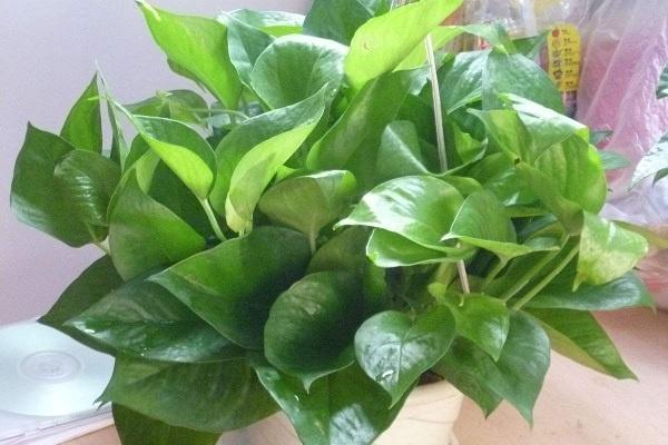 樓房適合養什么綠植_樓房適合養什么花樹_樓房養綠植適合放什么