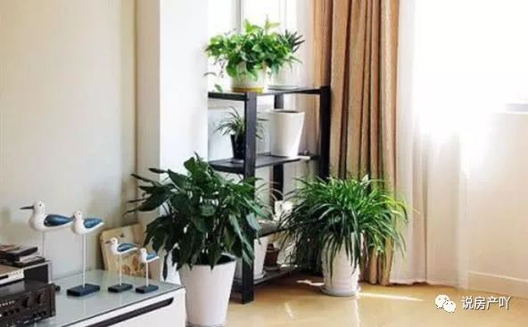 客廳養陽光適合見花草嗎_客廳陽光充足養什么花_客廳不見陽光適合養什么花