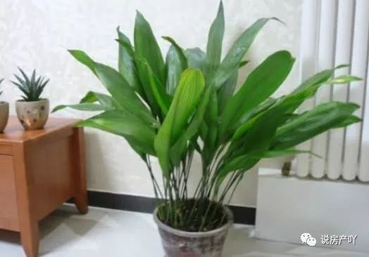 客廳陽光充足養什么花_客廳不見陽光適合養什么花_客廳養陽光適合見花草嗎