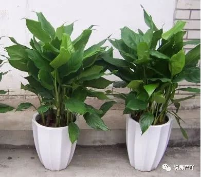 客廳陽光充足養什么花_客廳不見陽光適合養什么花_客廳養陽光適合見花草嗎