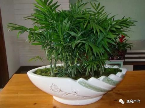 客廳不見陽光適合養什么花_客廳陽光充足養什么花_客廳養陽光適合見花草嗎
