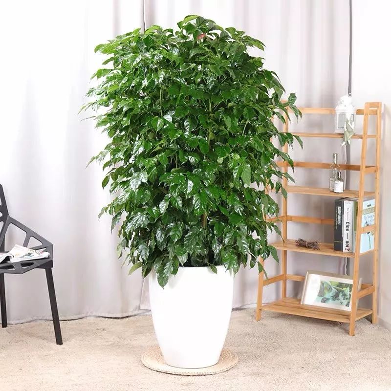 客廳擺放綠植適合什么顏色_客廳擺綠植有什么講究_客廳適合擺放的綠植