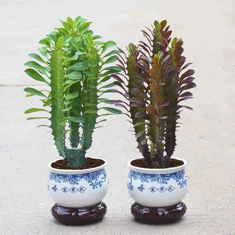 客廳適合擺放的綠植_客廳擺放綠植適合什么顏色_客廳擺綠植有什么講究