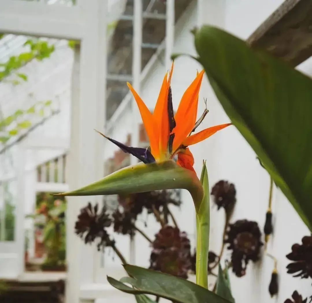 客廳擺綠植有什么講究_客廳適合擺放的綠植_客廳擺放綠植適合什么顏色