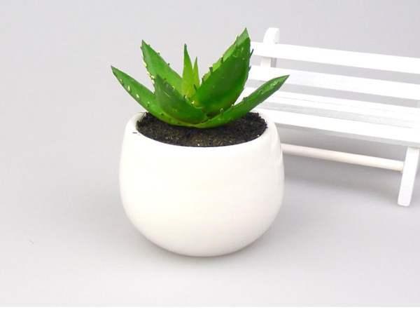 屋里養(yǎng)什么花可以?xún)艋諝鈅室內(nèi)凈化空氣花_家里養(yǎng)花凈化空氣