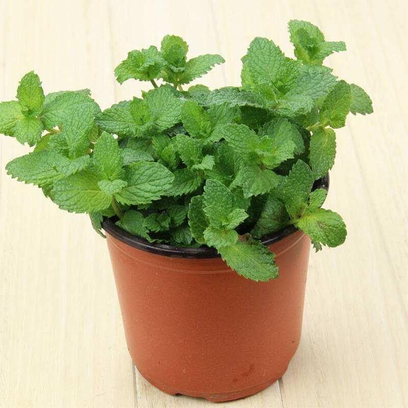 家里養(yǎng)花凈化空氣_室內(nèi)凈化空氣花_屋里養(yǎng)什么花可以?xún)艋諝?/></p>
<p>2.<a href=