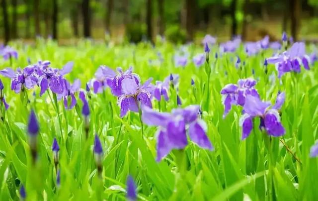 冬天耐寒的花卉有哪些_冬季耐寒花_冬天耐寒開花的花