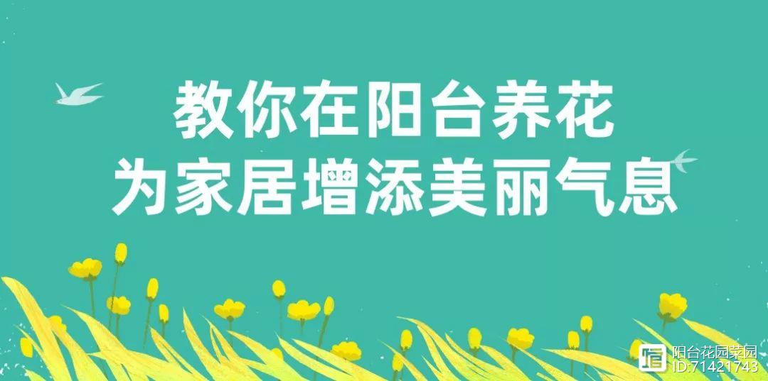 臥室能養花嗎風水_臥室能養花嗎_臥室能養花嗎養什么花