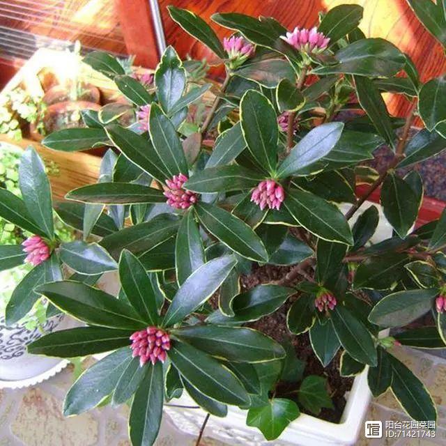 臥室能養花嗎養什么花_臥室能養花嗎_臥室能養花嗎風水