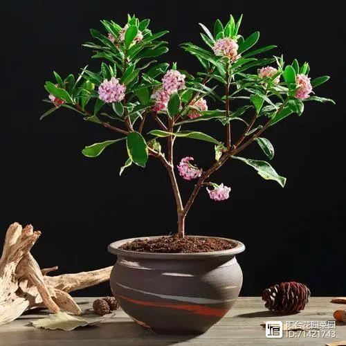 臥室能養花嗎養什么花_臥室能養花嗎風水_臥室能養花嗎