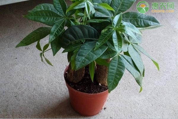 客廳養綠植好嗎風水_客廳養綠植好不好_客廳養什么綠植好