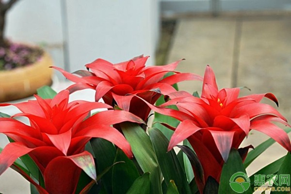 客廳養綠植好嗎風水_客廳養綠植好不好_客廳養什么綠植好