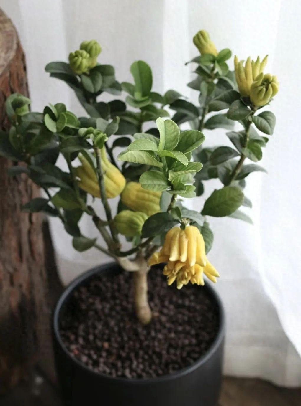 家養香花_漂亮養香花好看嗎_什么花又香又漂亮又好養