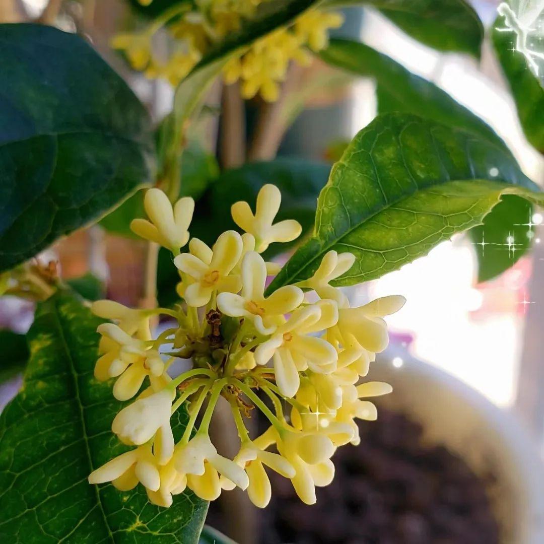 家養香花_什么花又香又漂亮又好養_漂亮養香花好看嗎