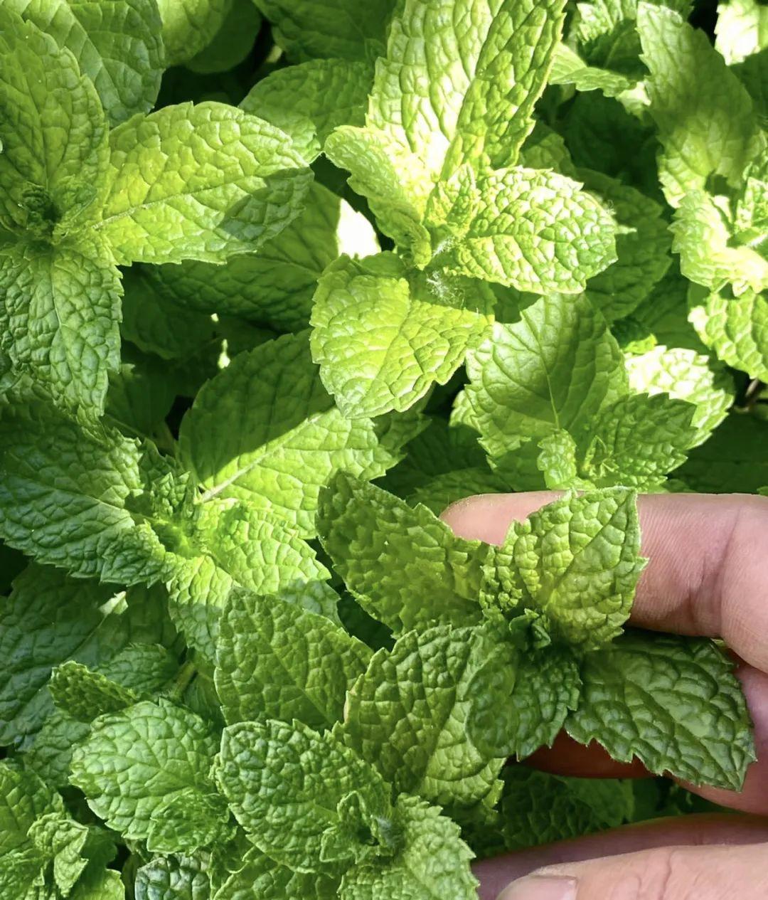 漂亮養香花好看嗎_什么花又香又漂亮又好養_家養香花