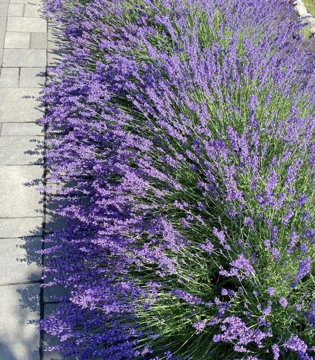 家養香花_什么花又香又漂亮又好養_漂亮養香花好看嗎
