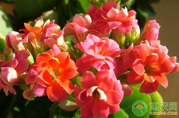 長壽花是多肉植物嗎_長壽植物多肉花是什么樣的_多肉植物長壽花圖片