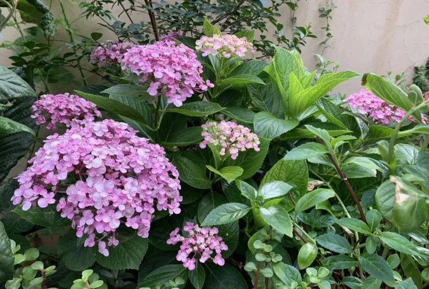 陽臺養植物適合朝北還是朝南_陽臺朝北養什么植物好_朝北的陽臺適合養什么植物