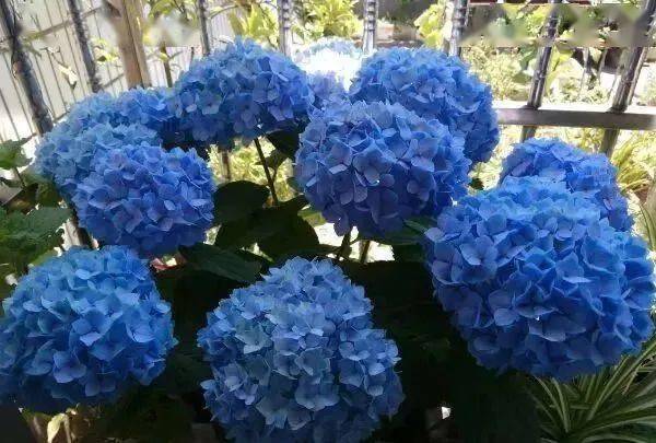 陽臺養植物適合朝北還是朝南_陽臺朝北養什么植物好_朝北的陽臺適合養什么植物