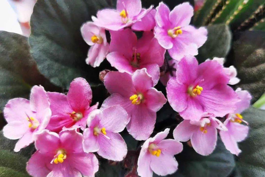 陽臺朝北養什么植物好_陽臺養植物適合朝北還是朝南_朝北的陽臺適合養什么植物