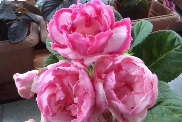 朝北的陽臺適合養什么植物_陽臺養植物適合朝北還是朝南_陽臺朝北養什么植物好