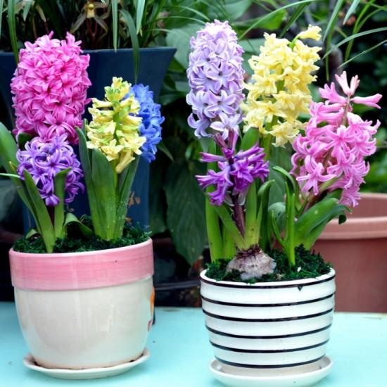 幾月買花好養(yǎng)_11月份適合養(yǎng)什么花_月份什么花