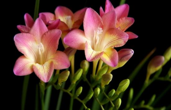 月份什么花_11月份適合養(yǎng)什么花_幾月買花好養(yǎng)