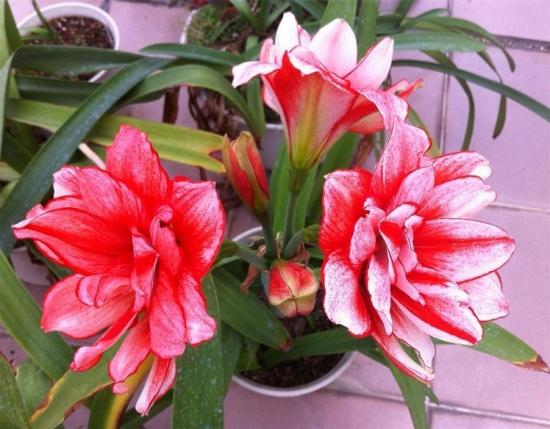 11月份適合養(yǎng)什么花_月份什么花_幾月買花好養(yǎng)