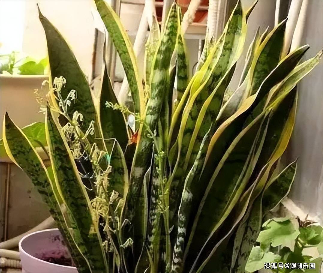 虎皮蘭適合室內養還是室外養_室內養虎皮蘭有什么好處_室內養虎皮蘭好不好