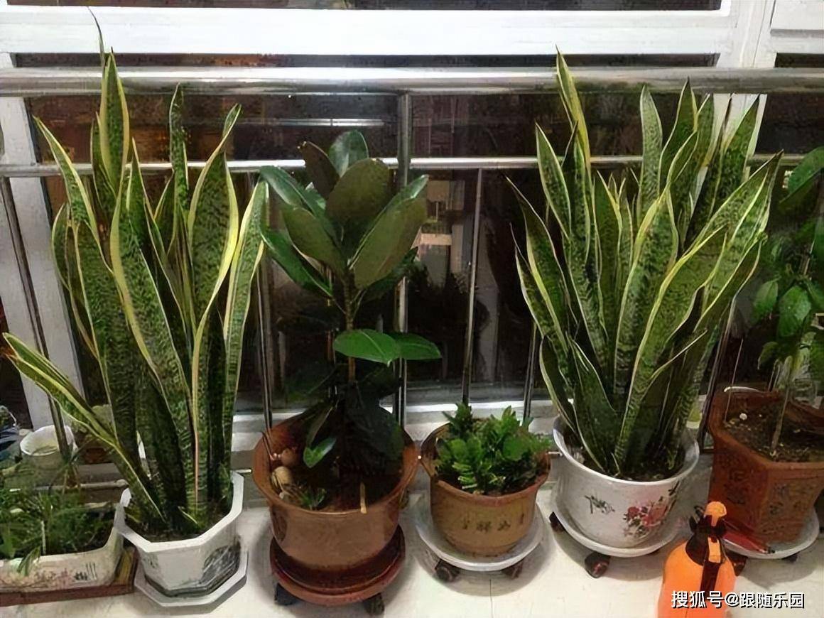 虎皮蘭適合室內養還是室外養_室內養虎皮蘭好不好_室內養虎皮蘭有什么好處