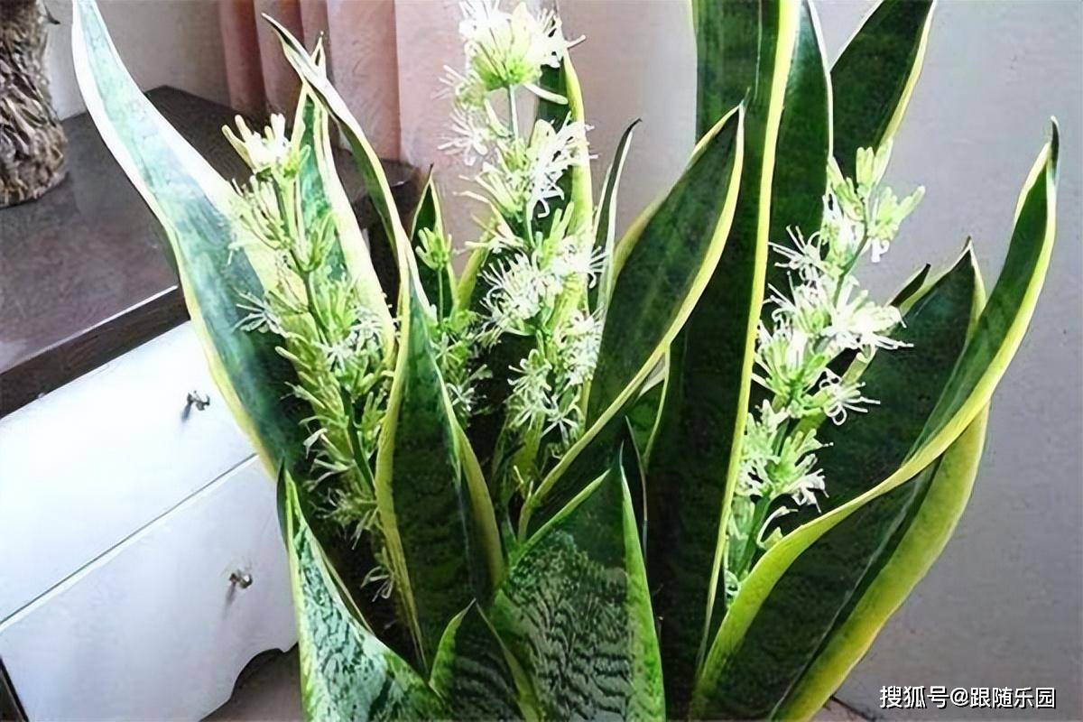 室內養虎皮蘭好不好_虎皮蘭適合室內養還是室外養_室內養虎皮蘭有什么好處