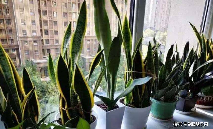 室內養虎皮蘭有什么好處_室內養虎皮蘭好不好_虎皮蘭適合室內養還是室外養