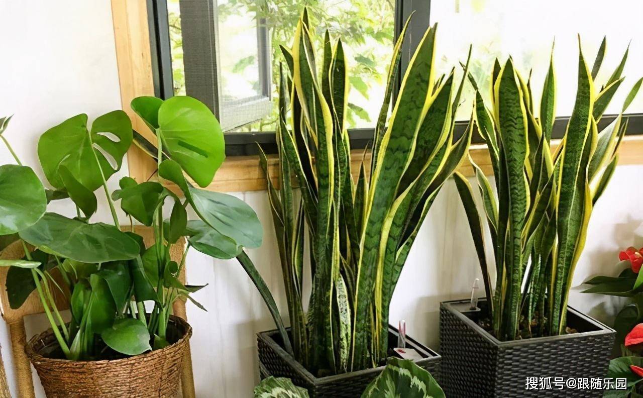 室內養虎皮蘭有什么好處_虎皮蘭適合室內養還是室外養_室內養虎皮蘭好不好