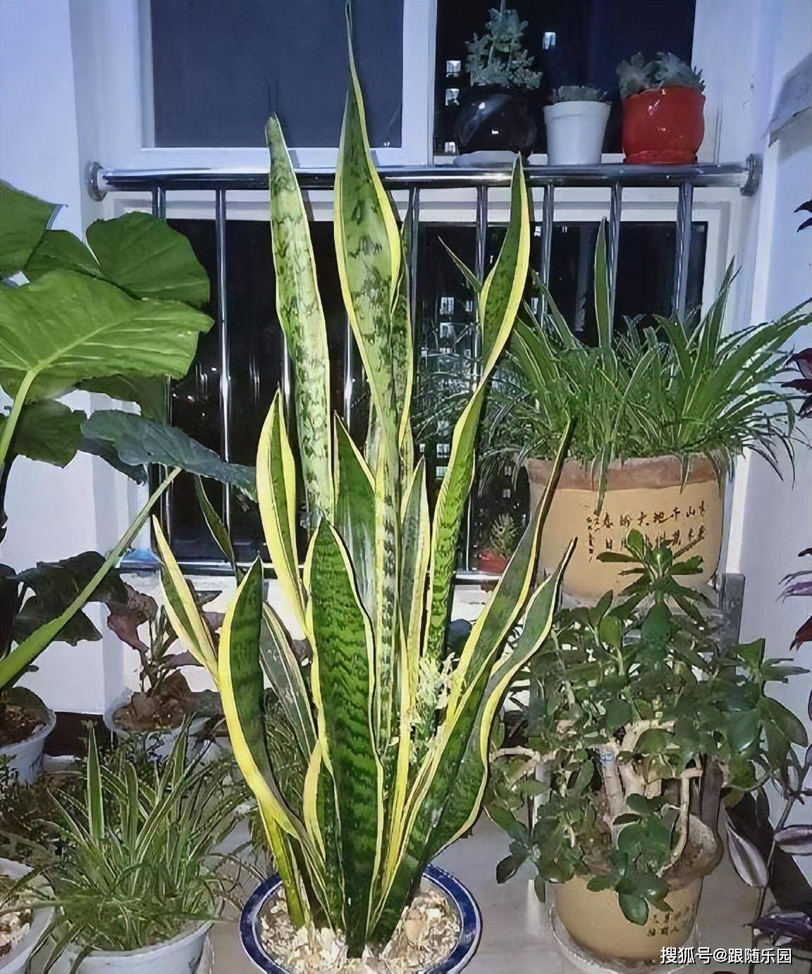 虎皮蘭適合室內養還是室外養_室內養虎皮蘭好不好_室內養虎皮蘭有什么好處