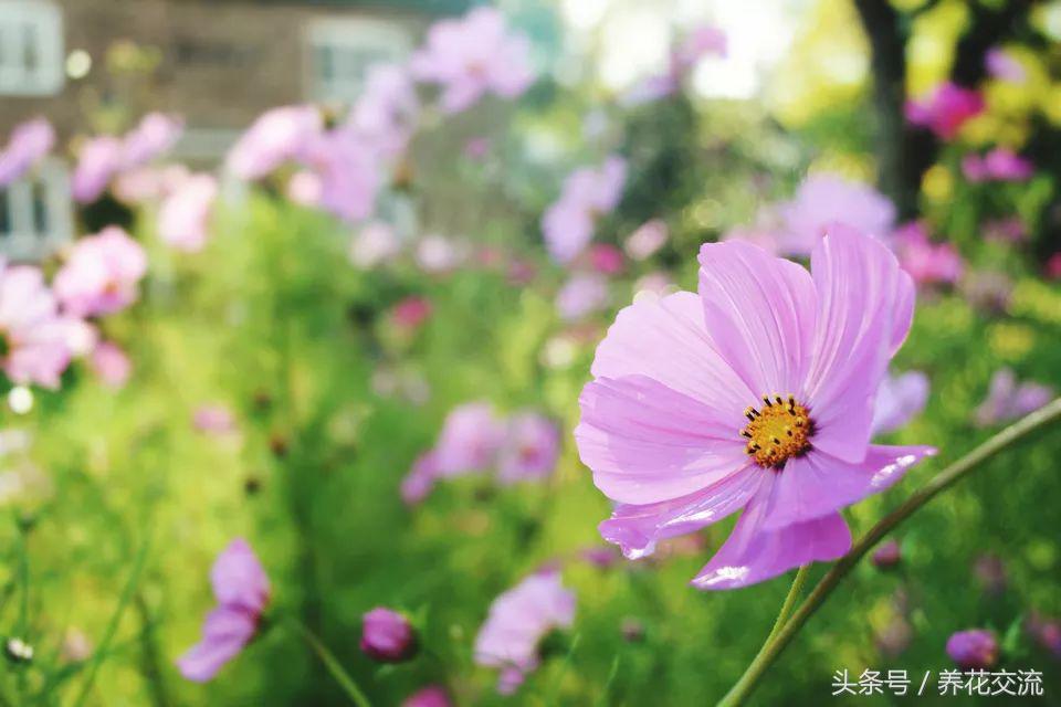 10種可以維持四季開花的小盆栽，新手也能將它們輕松養開花