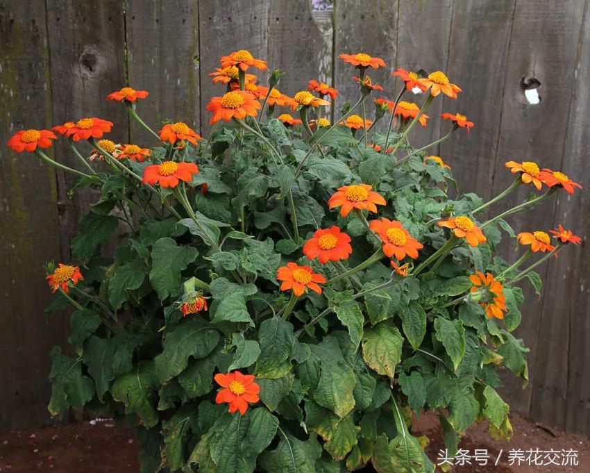 適合盆栽的花卉_花卉盆栽適合的土壤_花卉盆栽適合什么土壤