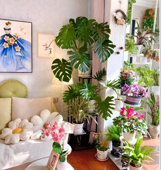 客廳養花擺放圖片_客廳養什么花_客廳養花有什么講究