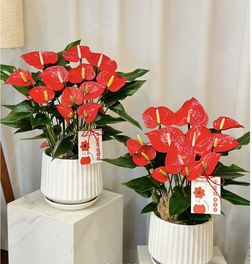 客廳養花有什么講究_客廳養花擺放圖片_客廳養什么花