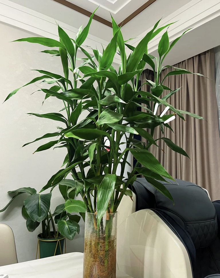 客廳養花擺放圖片_客廳養花有什么講究_客廳養什么花