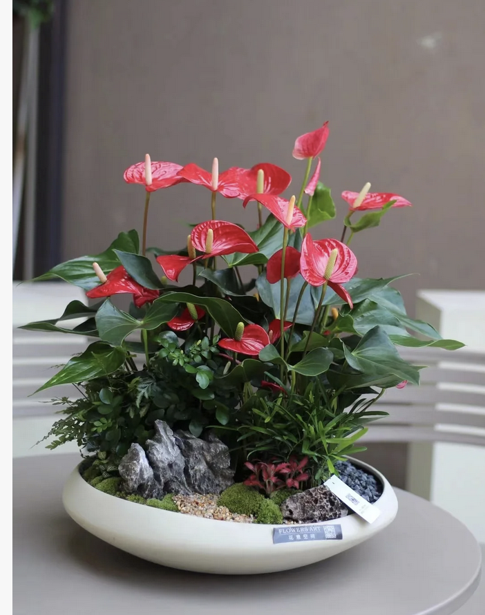 客廳養花擺放圖片_客廳養什么花_客廳養花有什么講究