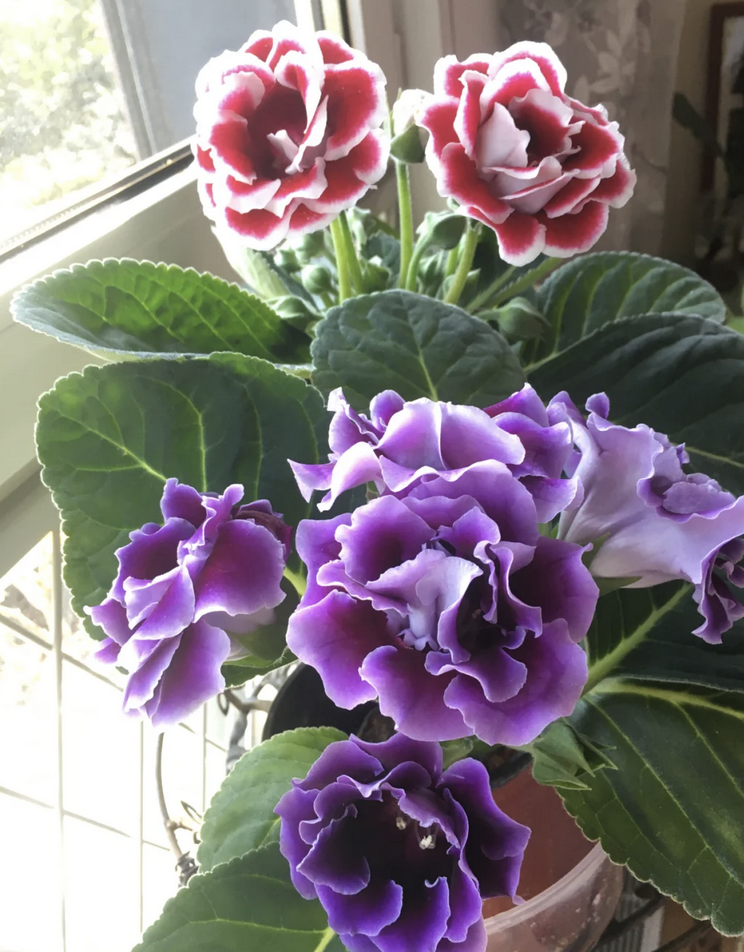 客廳養花擺放圖片_客廳養花有什么講究_客廳養什么花